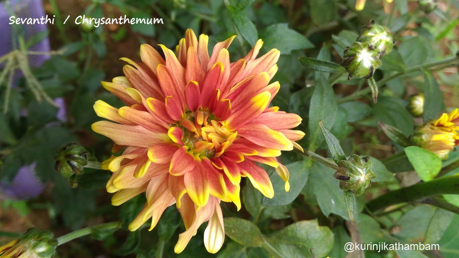 Flowers from My Cam 8. Sevanthi / Chrysanthemum Kurinji Kathambam