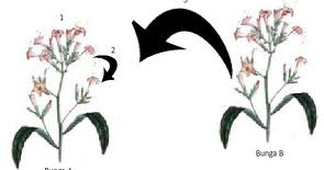 Jenis Penyerbukan: Otogami, geitonogami, alogami, hibridisasi