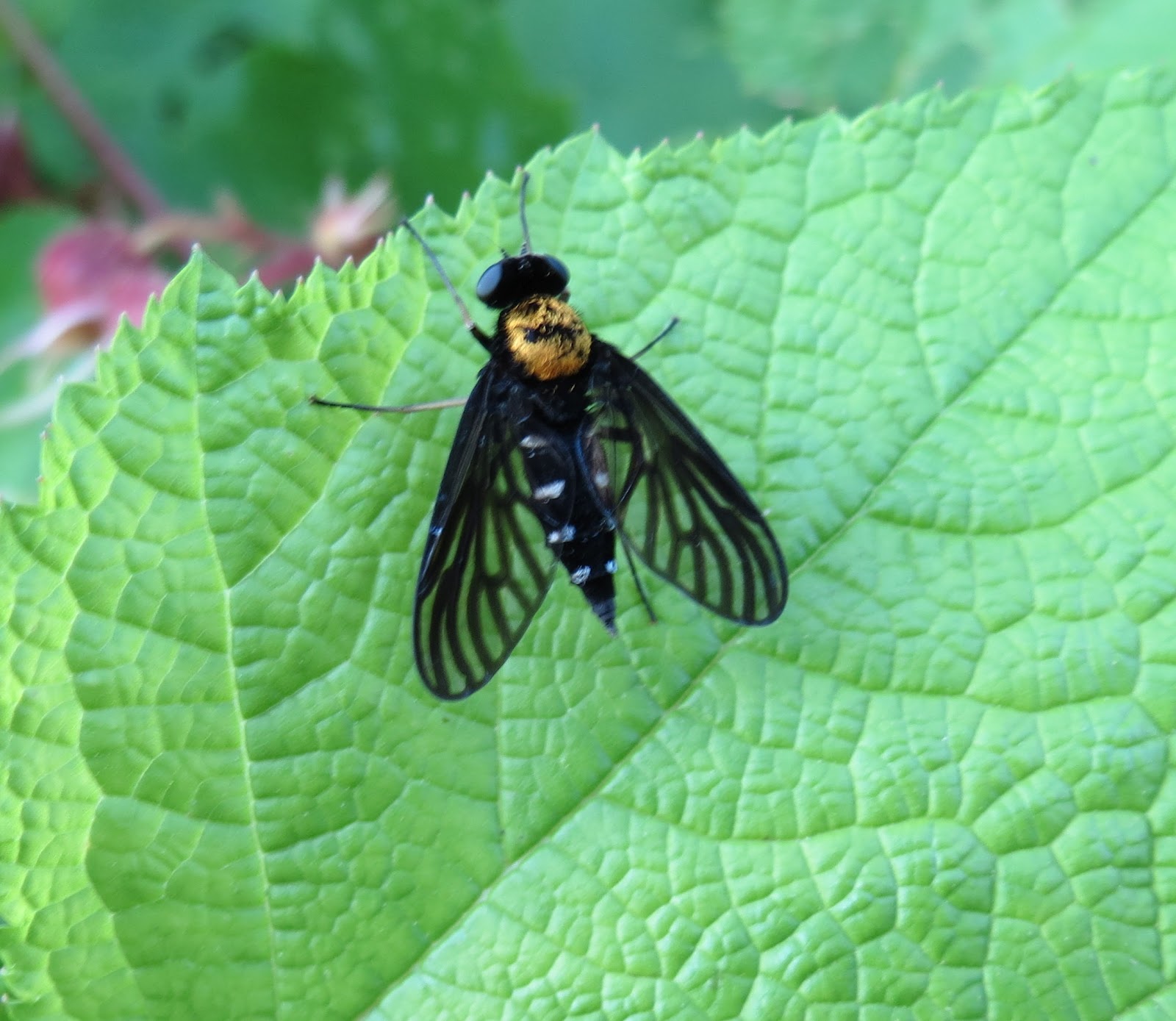 Weedpicker's Journal:: Interesting Insects