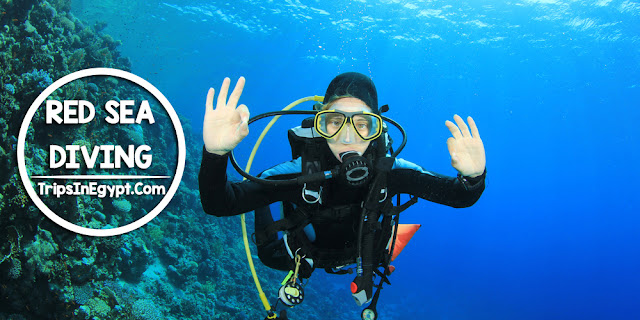 Diving%2Bin%2BThe%2BRed%2BSea-%2BTop%2B1