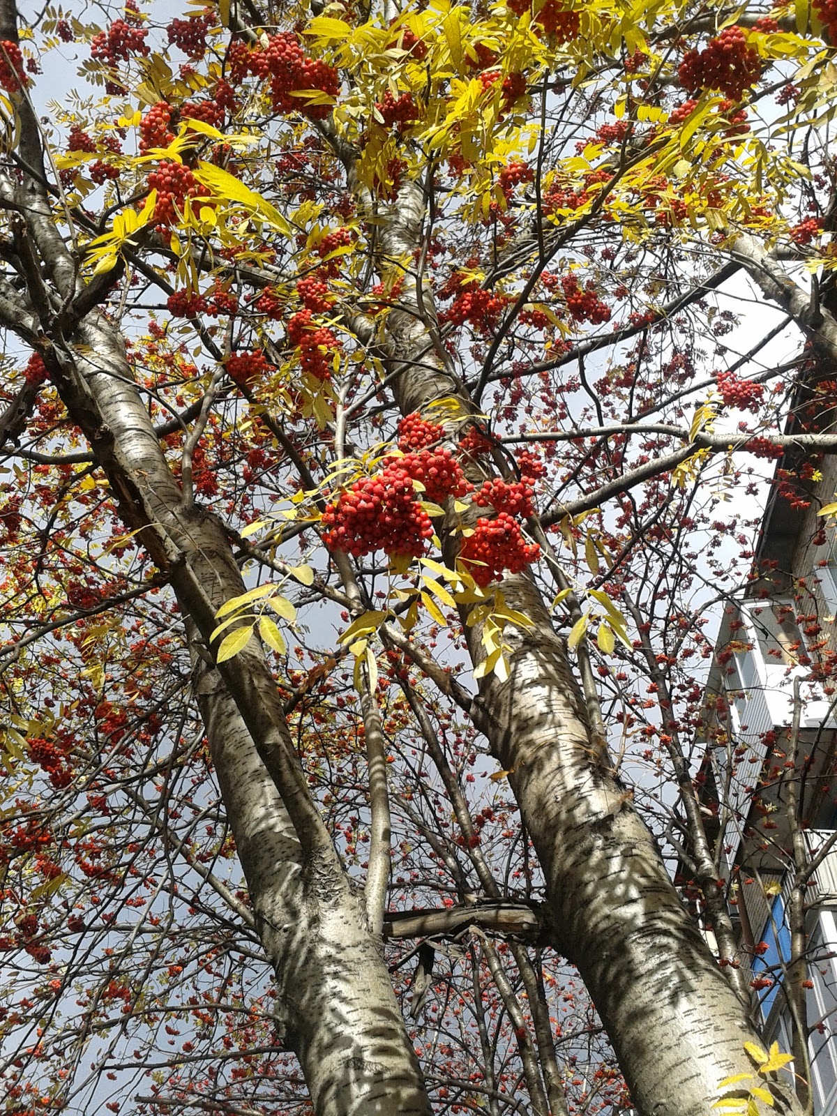 Стоял ноябрь уж. Довольно скучная пора стоял ноябрь уж у двора. Стоял ноябрь уж у двора иллюстрация. Стоял ноябрь у двора. Стоял ноябрь уж.