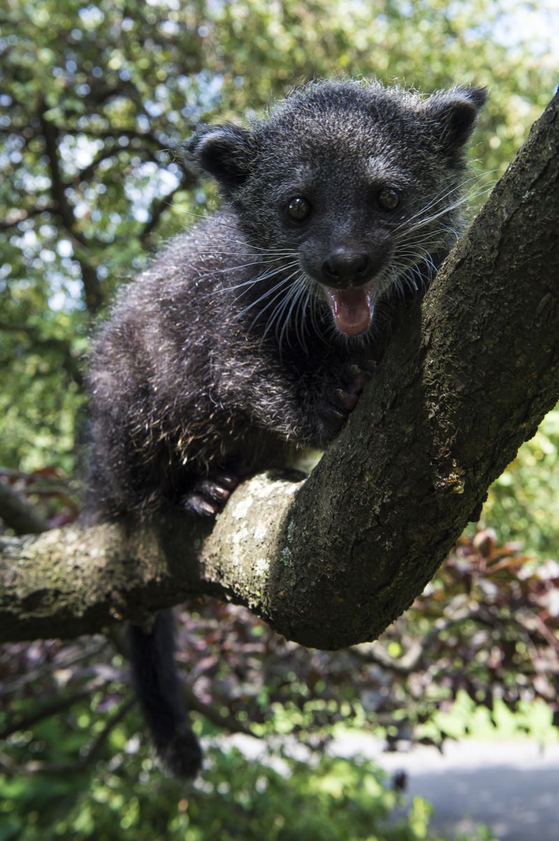 Baby Animals: Baby Binturong 6