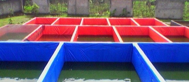 Jenis Kolam Terpal dan Cara Membuatnya untuk 1000 Ekor Ikan