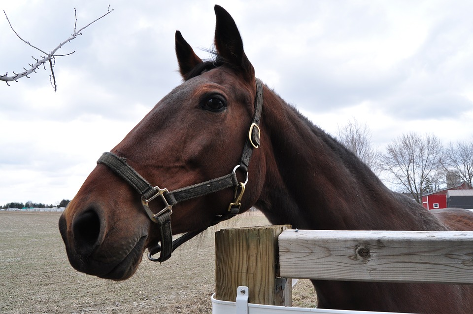 Choosing the Right Fencing for Your Horse