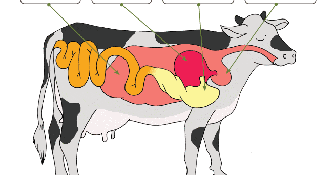 Cairan atau enzim khusus yang dihasilkan oleh kelenjar khusus pada sapi yang kemudian disalurkan ke 