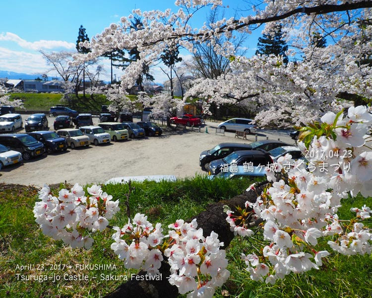 鶴ヶ城の桜がすごい！ (2) 西出丸エリア