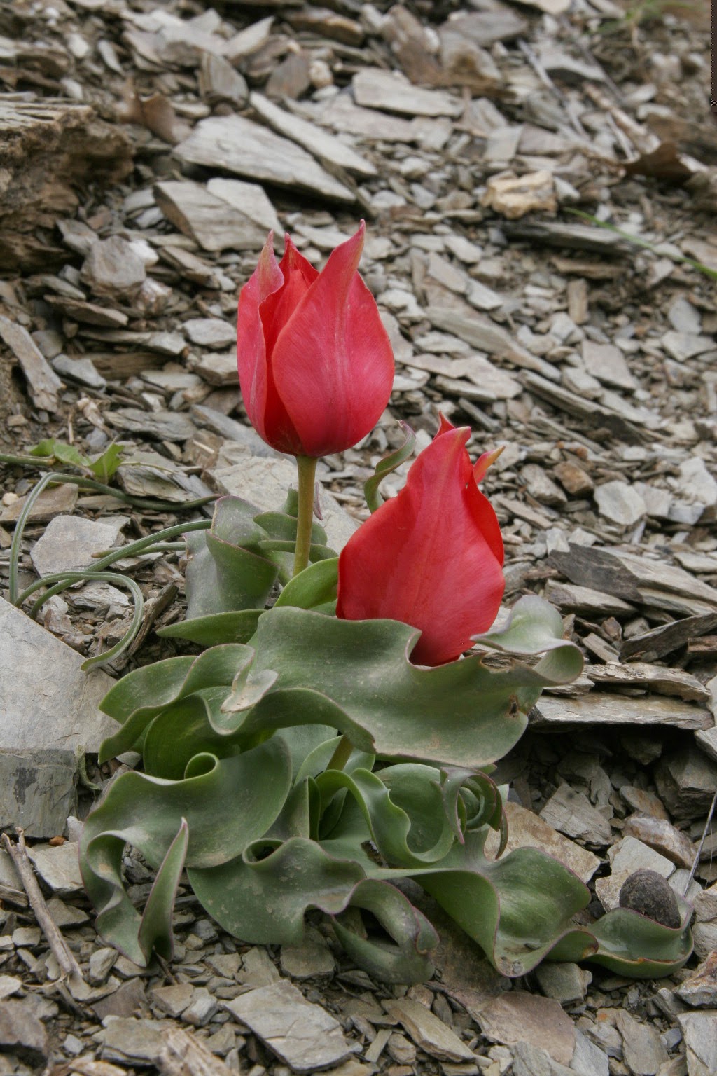 Pinopsida – Wikipedia, image size:1024x1536