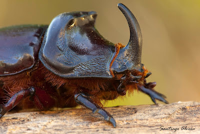 Resultado de imagen de escarabajos rinoceronte