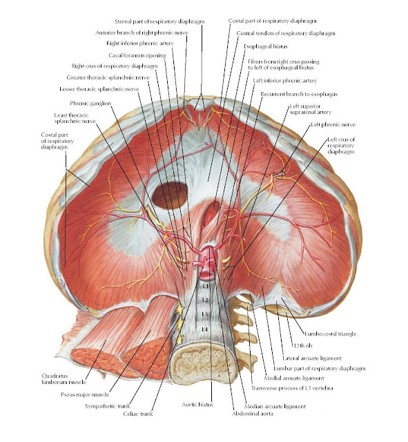 Respiratory Diaphragm: Abdominal Surface Anatomy