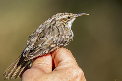 Raspinell (Certhia brachydactyla)