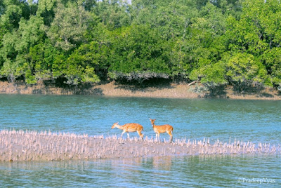 Sundarban River-of-Sundarban