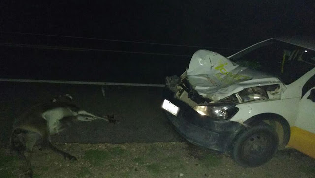 Animal solto na BR-324 provoca acidente em Capim Grosso