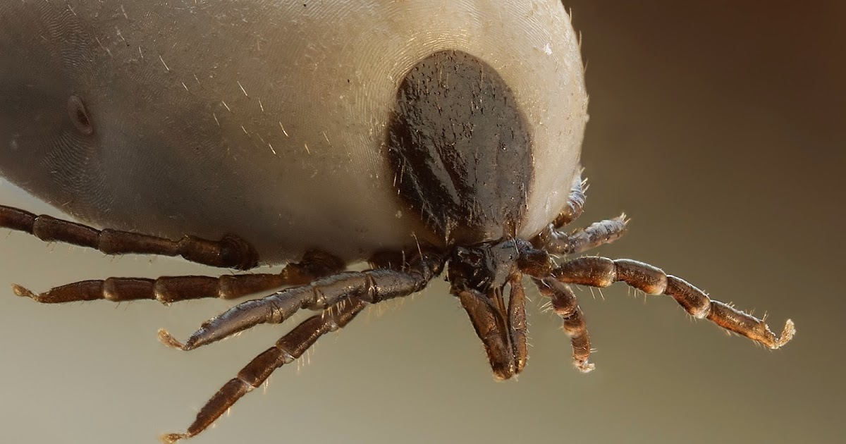 How Do You Stop A Dog Tick Infestation