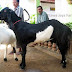 Kandang Kambing Etawa Kandang Kambing Etawa