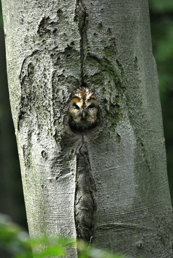 Woodpeckers of the World Woodpeckers as keystone species