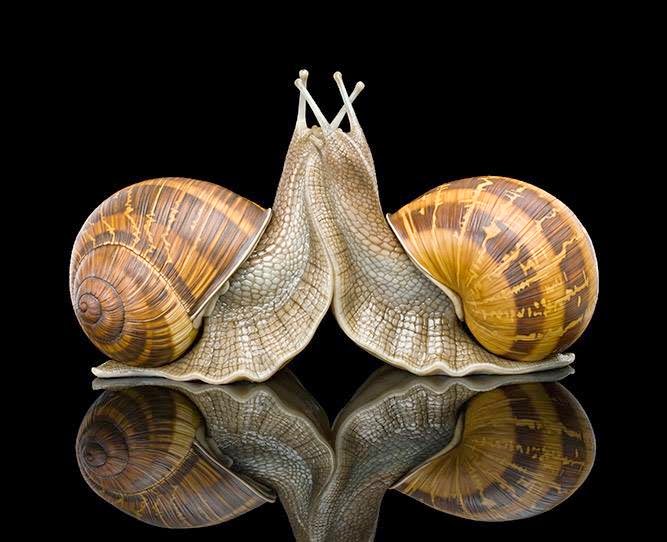 Gedichten Bart Daems Kleine wasjes, grote wasjes,viva Trafassi