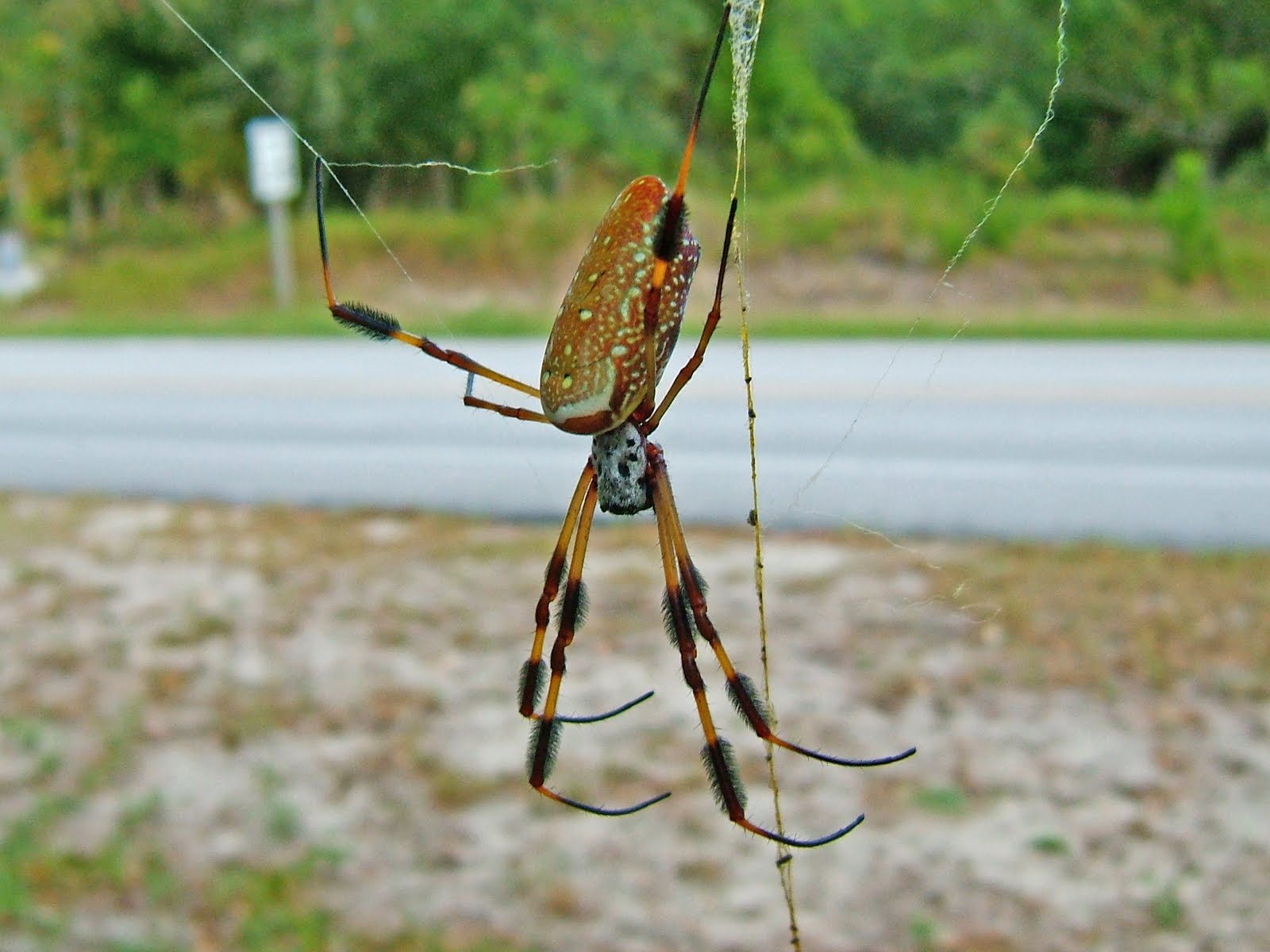 NCSU PDIC Lions, Tigers, and ORB SPIDERS, OH MY!