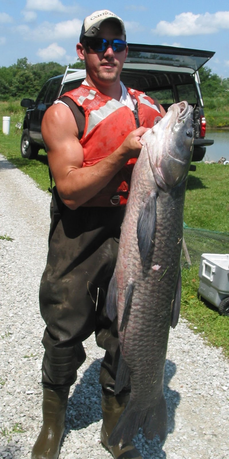 Springfield Plateau Black Carp are Breeding