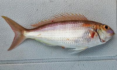 Notchedfin Threadfin Bream, Nemipterus peronii