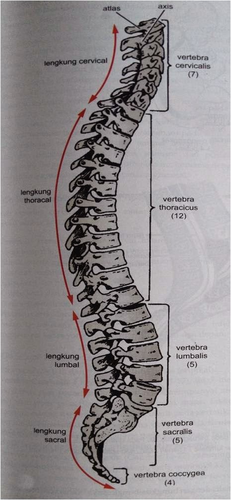 KAMPUS FARMASI: OTOT, TULANG DAN SENDI