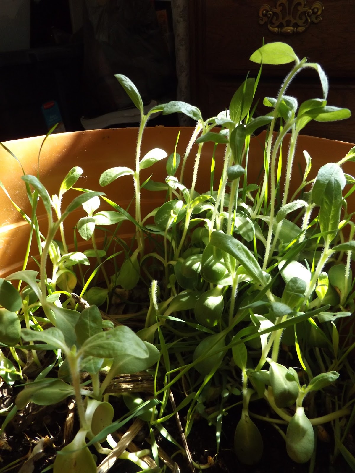 Indoor grow light tomato garden + tropical houseplant ...
