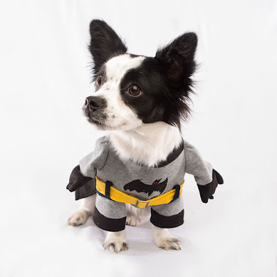 Halloween-dog-Batman-costume