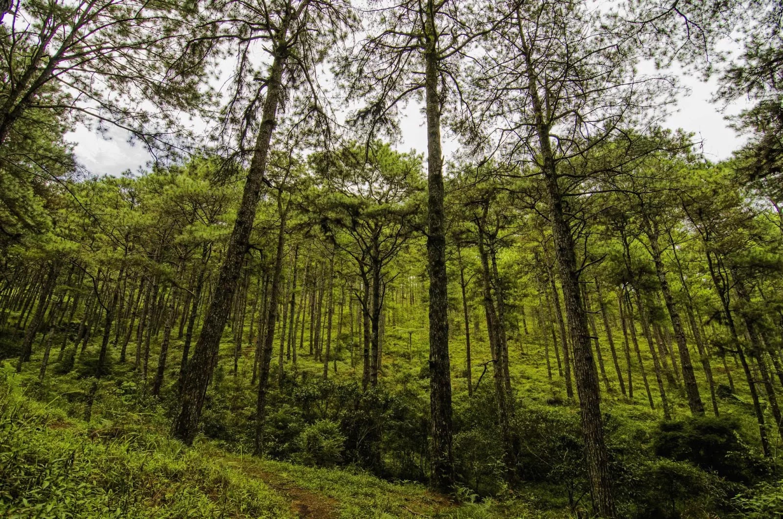 Baguio City of Pines Philippines Travel Destination