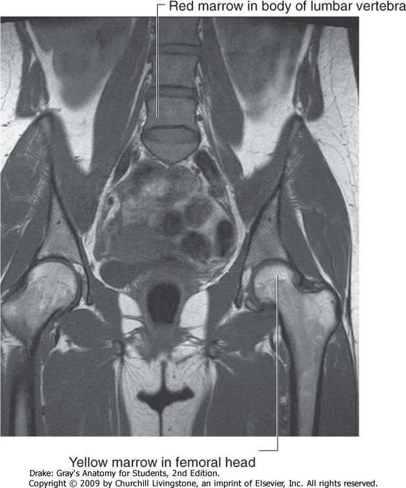 Body System: SKELETAL SYSTEM