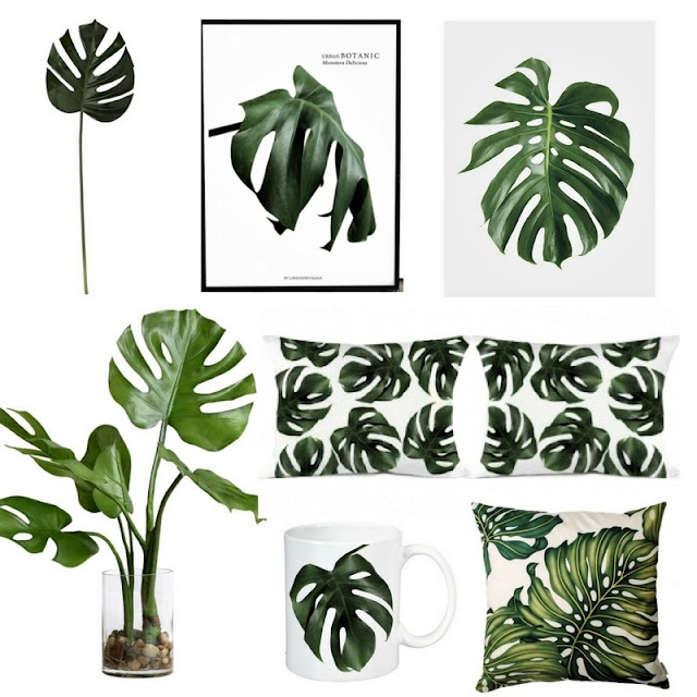 monstera, monstera dziurawa, kwiaty domowe, monstera sklep, monstera gdzie kupić, monstera cena, monstera rozmnażanie, monstera pielęgnacja, plakaty monstera, liść monstera