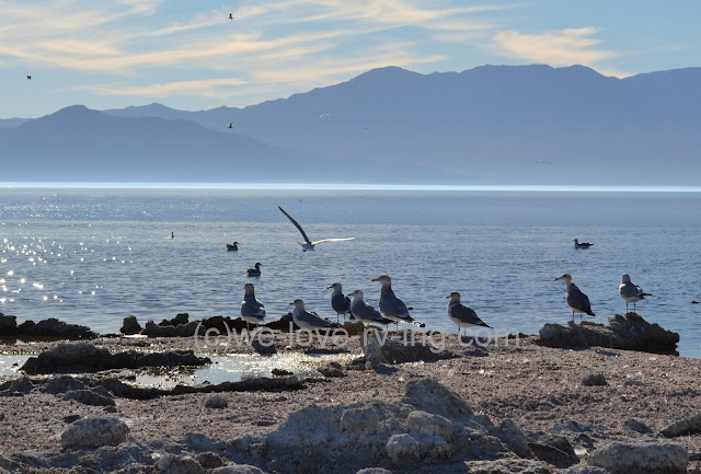 The yellow footed gulls are only found in this area and Gulf of Mexico.