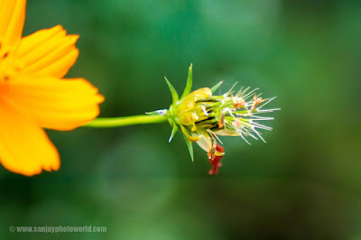 flower bud