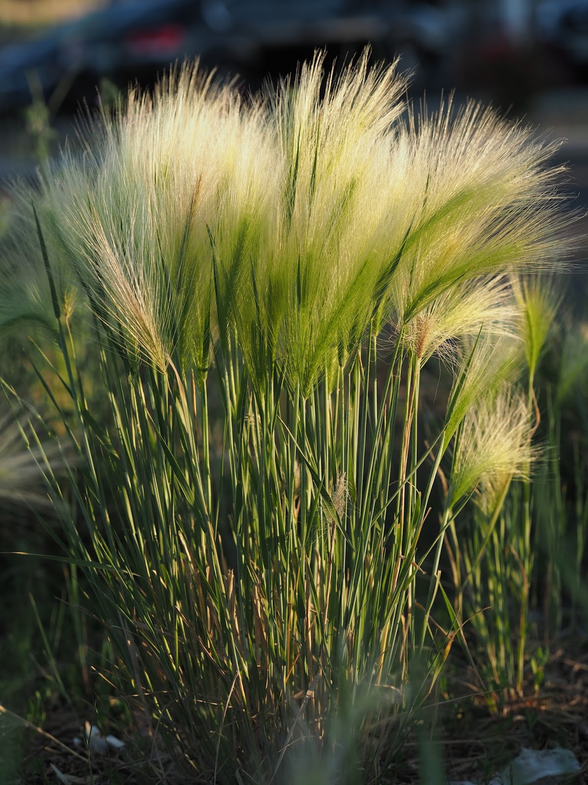 What's Growing in Colorado The Grass of the Field