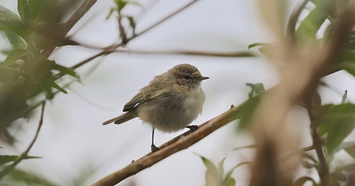 Dorset Birds: Sightings - Thursday 5th April 2018