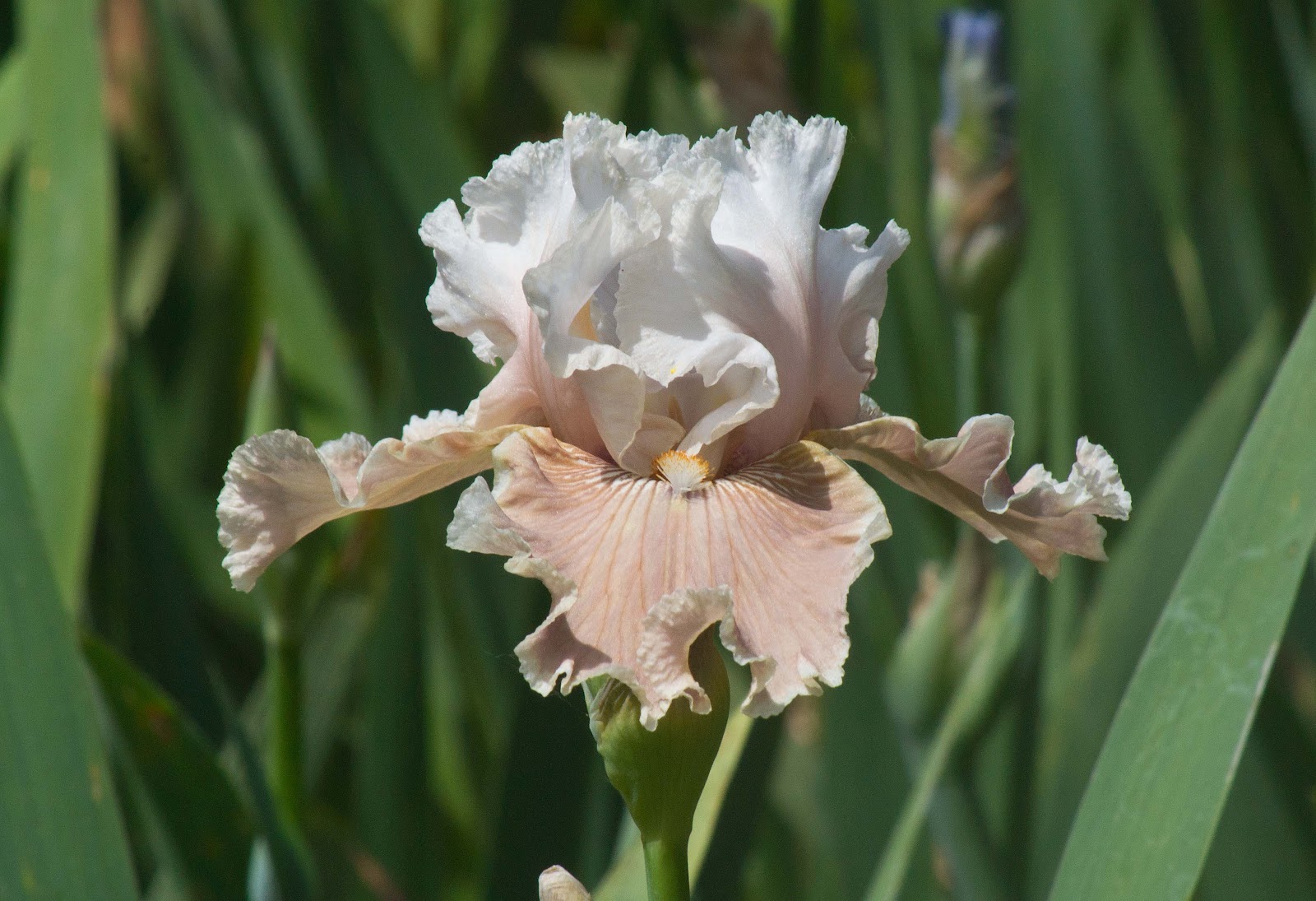 IRISÉMOI Floraisons 2012