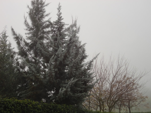 ARIZÓNICA, CELTICS, CINAMOMOS Y SETO DE ALIGUSTRE PERDIDOS ENTRE LA NIEBLA