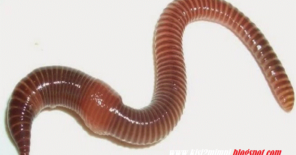 Mimpi Cacing Menurut Tafsir Islam Primbon