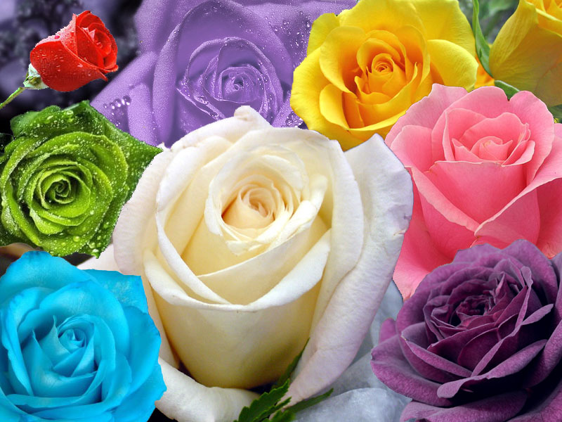 Raden Mas Karebet: Macam-macam bunga mawar