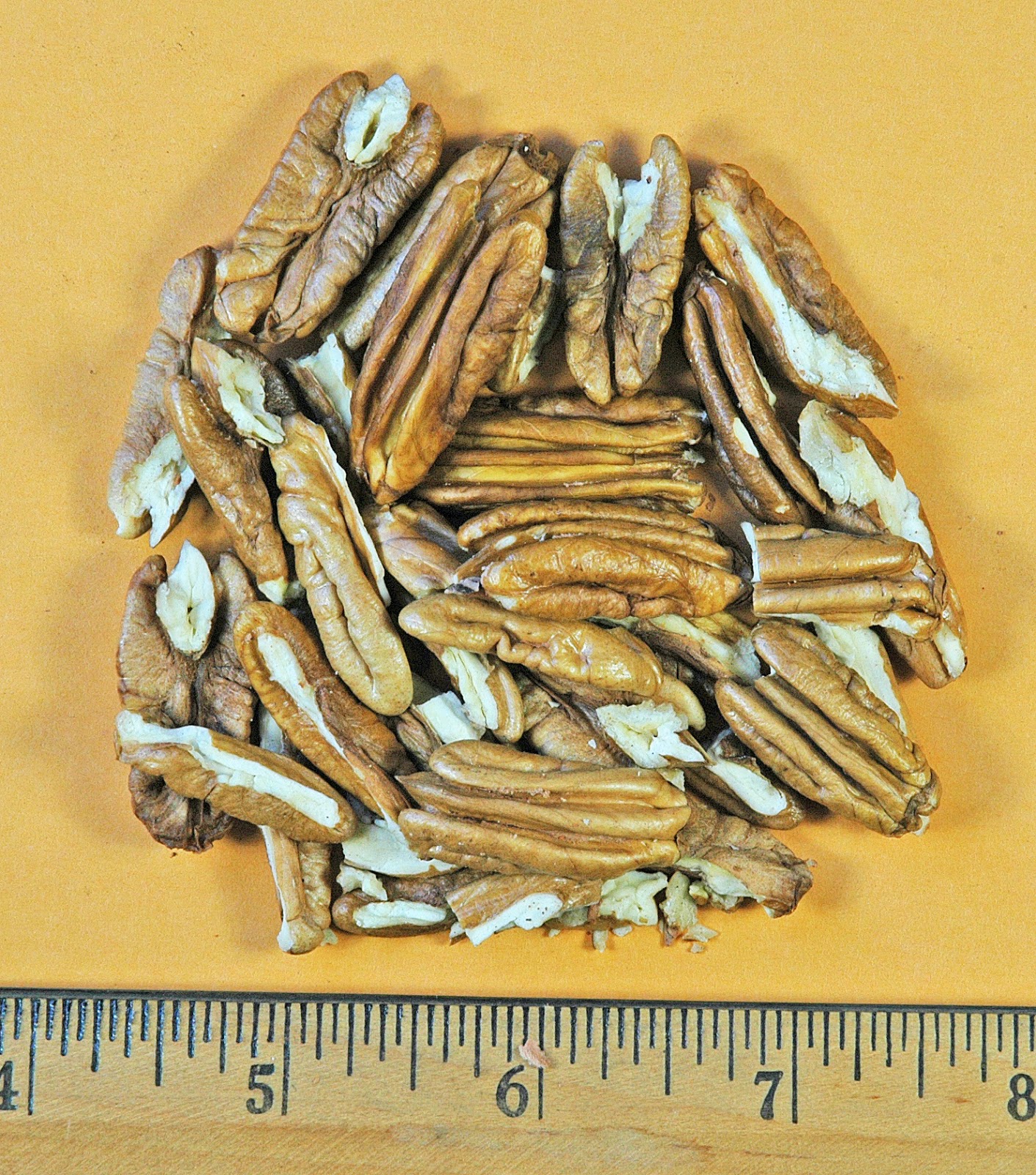 Northern Pecans Pecan scab Impacts on harvested nuts