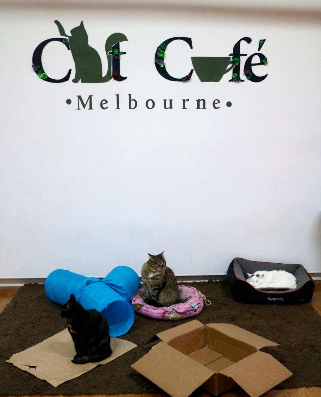 Green Gourmet Giraffe Cat Cafe, Melbourne CBD