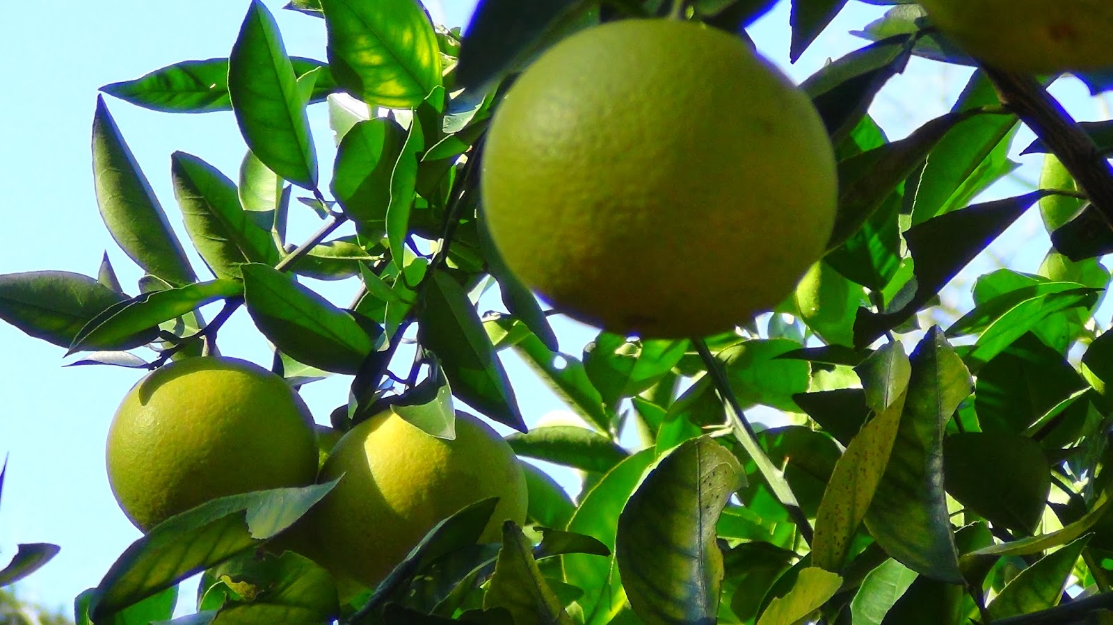 Living the Paisley Life: Kleb Woods Nature Preseve