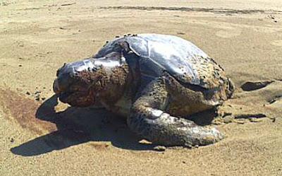 Tartaruga visita praia do cassino
