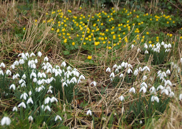 Snowdrops at Howick Hall Snowdrops at Howick Hall