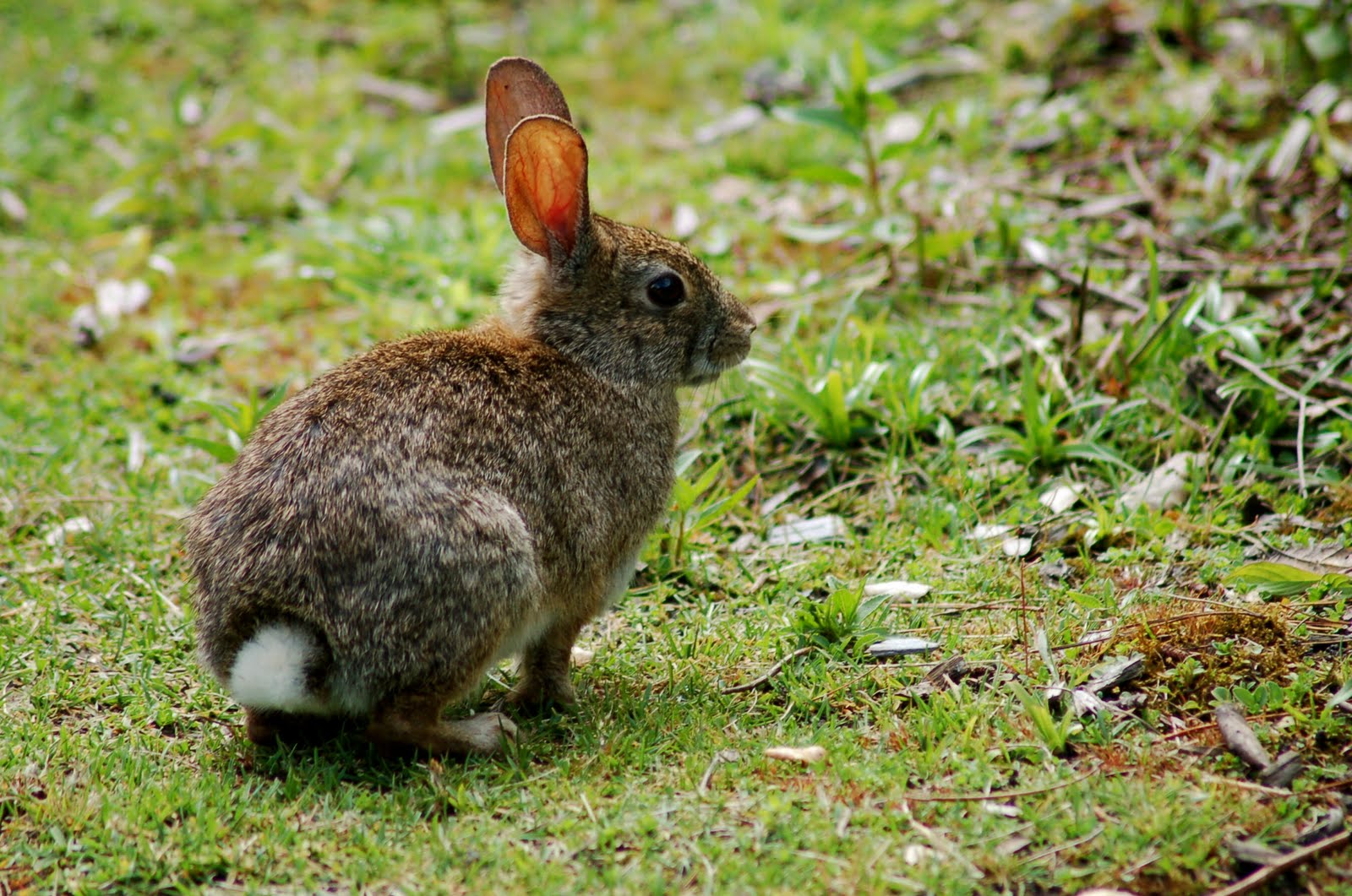 Hiking Photography: Crystal Springs - Desert Cottontail