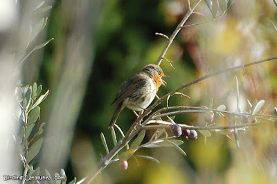 Pit-roig (Erithacus rubecula)