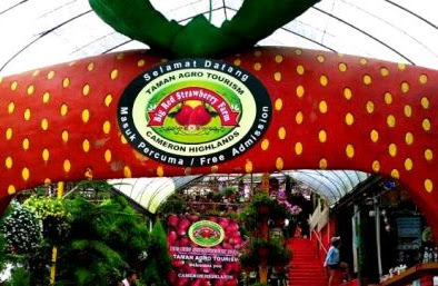 Big red strawberry farm 2019! Wah cantiknya! Lokasi best untuk bercuti
