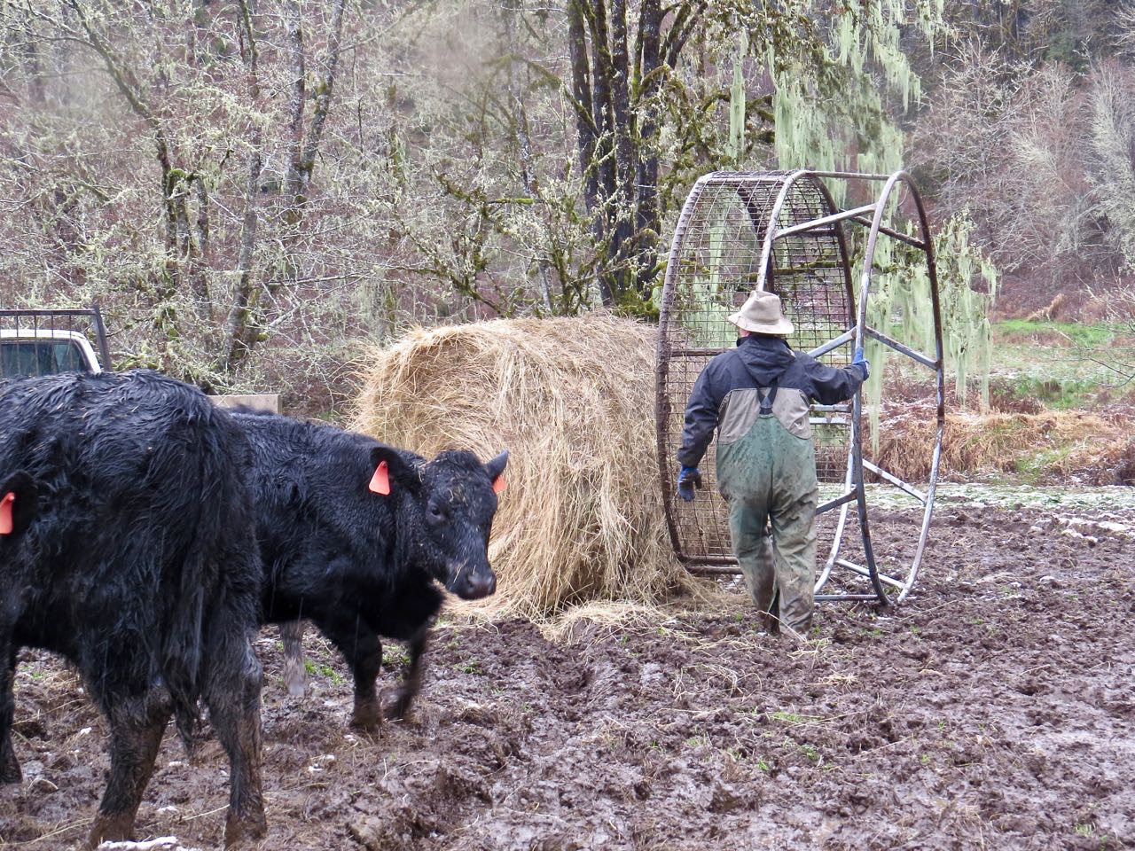 LuAnn Kessi Feeding the Yearling Cattle...