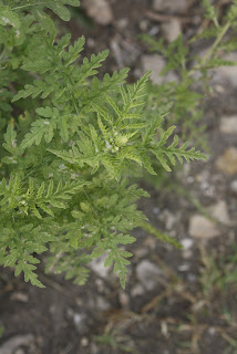 hojas de ajenjo o altamisa Ambrosia cumanensis