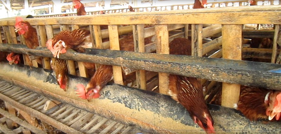 Ayam Petelur Bisa Hemat Pakan 15% & Memperpanjang Masa Produktif Sampai
