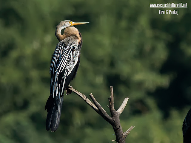 Oriental Darter Anhinga melanogaster