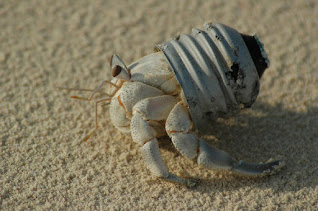 riassunto su crostacei e pesci